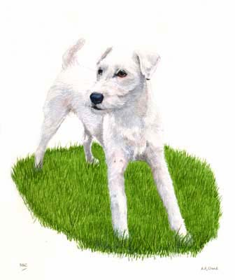 Pet Portraits dog paintings - Jack Russell Terriers painting by Isabel Clark, English artist.