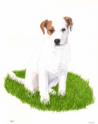 Pet Portraits dog paintings - Jack Russell Terriers paintings by Isabel Clark, English artist.