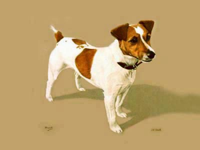 Pet Portraits - Jack Russell Terrier painting in oils by Isabel Clark