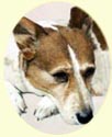 Click for larger Image of Jack Russell Terrier painting