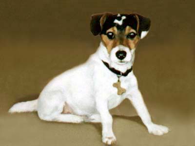 Pet Portraits dog paintings - Jack Russell Terrier pup oil painting by Isabel Clark