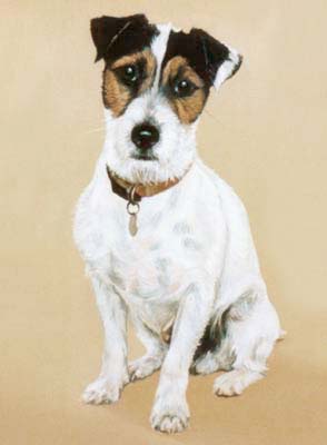 Pet Portraits dog paintings - Jack Russell oil painting by Isabel Clark