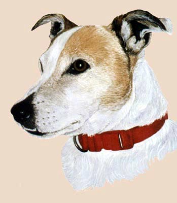 Pet Portraits dog paintings - Jack Russell Terrier paintings by Isabel Clark