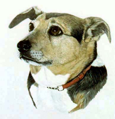 Pet Portraits dog paintings - Jack Russell Terrier paintings by Isabel Clark