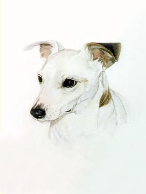 Pet Portraits - Jack Russell Terrier - White - Watercolours