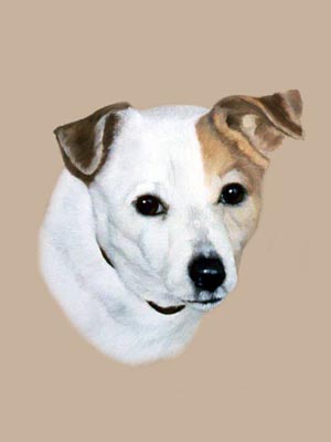 Pet Portraits dog paintings - Jack Russell Terrier painting by Isabel Clark, English Artist