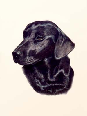 Pet Dog Portraits - Labrador Meggie - Watercolours