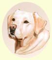 Pet portraits - Labrador dog painting