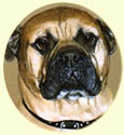 Click for large image of Bull Mastiff