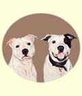 Click for Larger Image of Staffordshire Bull Terrier Sparks