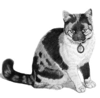 Pet Portraits - Cat Paintings and Pencil Studies from Your Own Photos