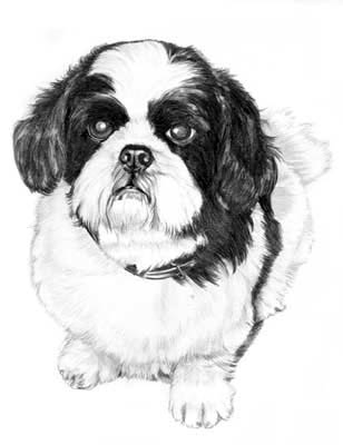 Pet Portraits - Dog Portraits in Pencil