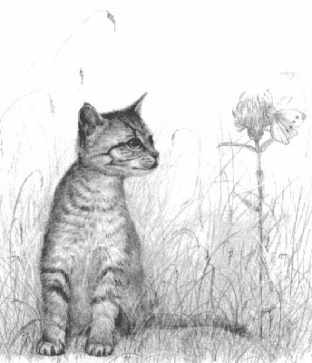 Pet Portraits - Cat and Kitten Paintings and Pencil Studies from Your Own Photos