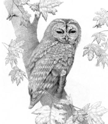Pet Portraits - Bird Paintings from Your Own Photos - Pencil Study