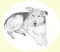 Click for larger image of dog portrait in pencil