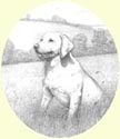 Click for larger image of dog portrait in pencil