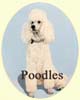 Click for more Images of Poodles - dog paintings