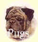 Click for more Images of Pugs - dog paintings