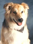 Bemidji, the gentleman dog, my soul mate, you were loved. Holly (Mom)