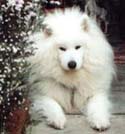Shato - Loved and missed so much -  See you at Rainbow Bridge.