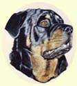 Click for Larger image of Rotweiler