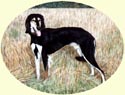 Dog Portraits from Your Own Photos - Salukis paintings