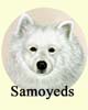 Click for images of Samoyeds