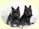 Click for Larger Image of Scottish Terrier