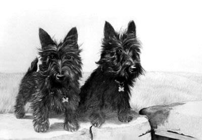 Pet Portraits - 2 Scottish Terriers - Scotties - Pencil
