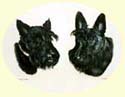 Click for Larger Image of Scottish Terriers dog painting