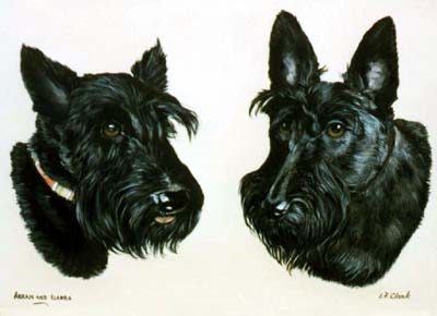 Pet Portraits -  2 Scottish Terriers - Scotties - Oils