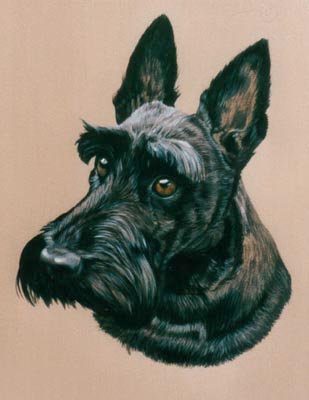 Pet Portraits - Scottish Terrier - Scotty - Oils