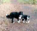Border Collie Skye with  young Border Collie Cross Breeze.