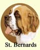 Click for More Images of St Bernards