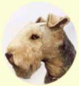 Click for Larger Image of Lakeland Terrier Painting