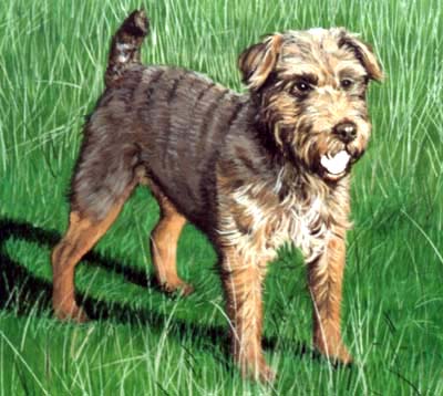 Pet Portraits - Terriers - Patterdale Terrier Standing  - Oils