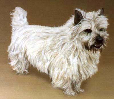 Pet Portraits - Terriers - Terrier Standing - Oils