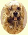 Click for Larger Image of Wheaten Terrier Painting