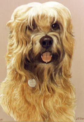 Pet Portraits - Terriers - Wheaten Terrier  Head Study - Watercolours