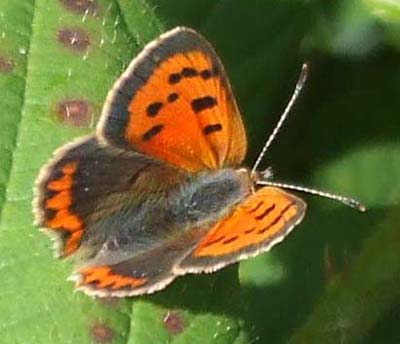 Small Copper Butterfly photo by Isabel Clark, pet portraits artist, Coventry