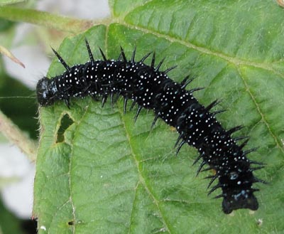 Red Admiral Caterpillar on Bramble, Wickman's Field, Coventry
