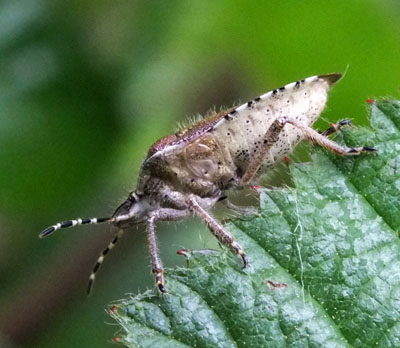2 hawthorn_shieldbug park wood coventry photo by Isabel Clark