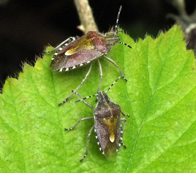 2 hawthorn_shieldbugs park wood coventry photo by Isabel Clark