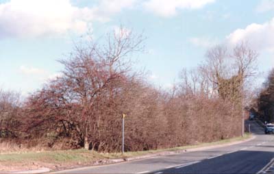 Looking up Tile Hill Lane - Photo