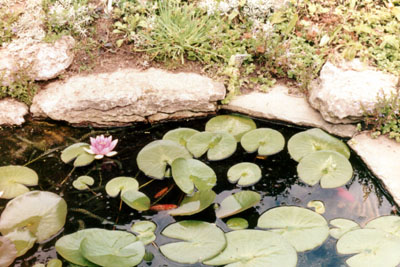 My pond and goldfish - July - August 1984 - Photo
