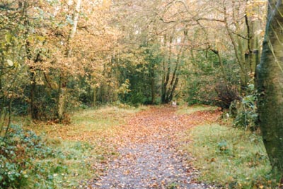 Scout's Wood, Rough Close, Tile Hill, Coventry - From Wickman's Field - Photo