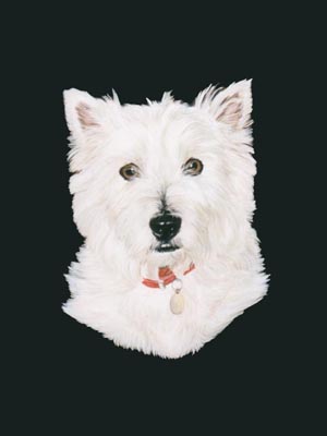 Pet Portraits - West Highland White Terrier - Westie in Oils