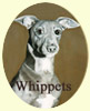 Click for More Images of Whippets