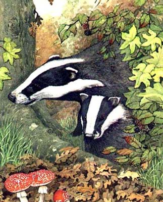 Badgers As Pets