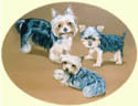 Click for larger image of Yorkshire Terriers painting - Yorkies